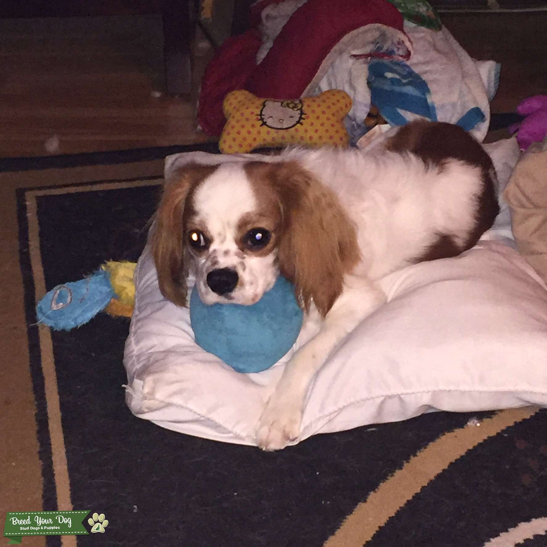 Handsome Cavalier Stud Dog in New Jersey , United States Breed Your Dog
