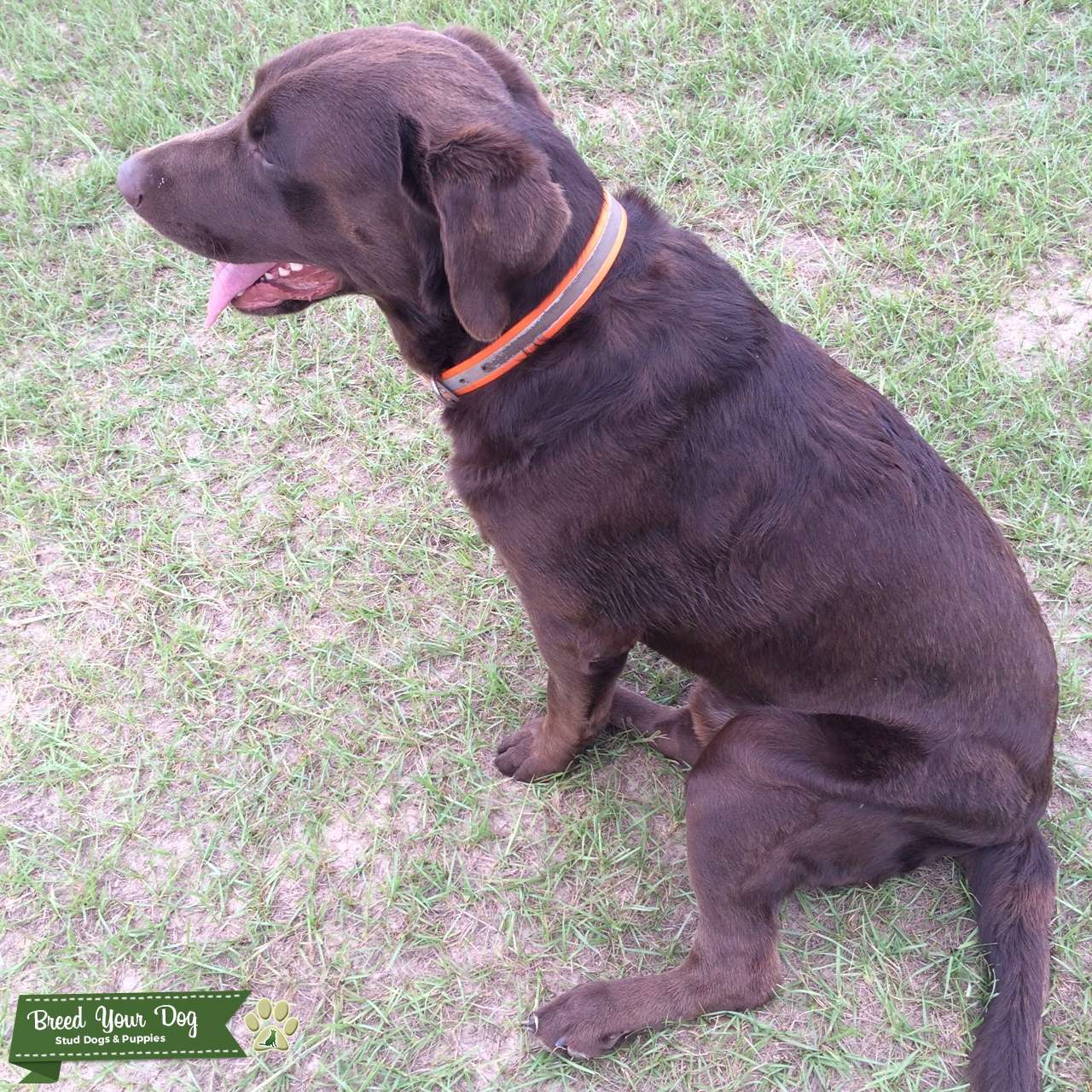 Chocolate Labrador Retriver Stud Dog in SC, the United States Breed