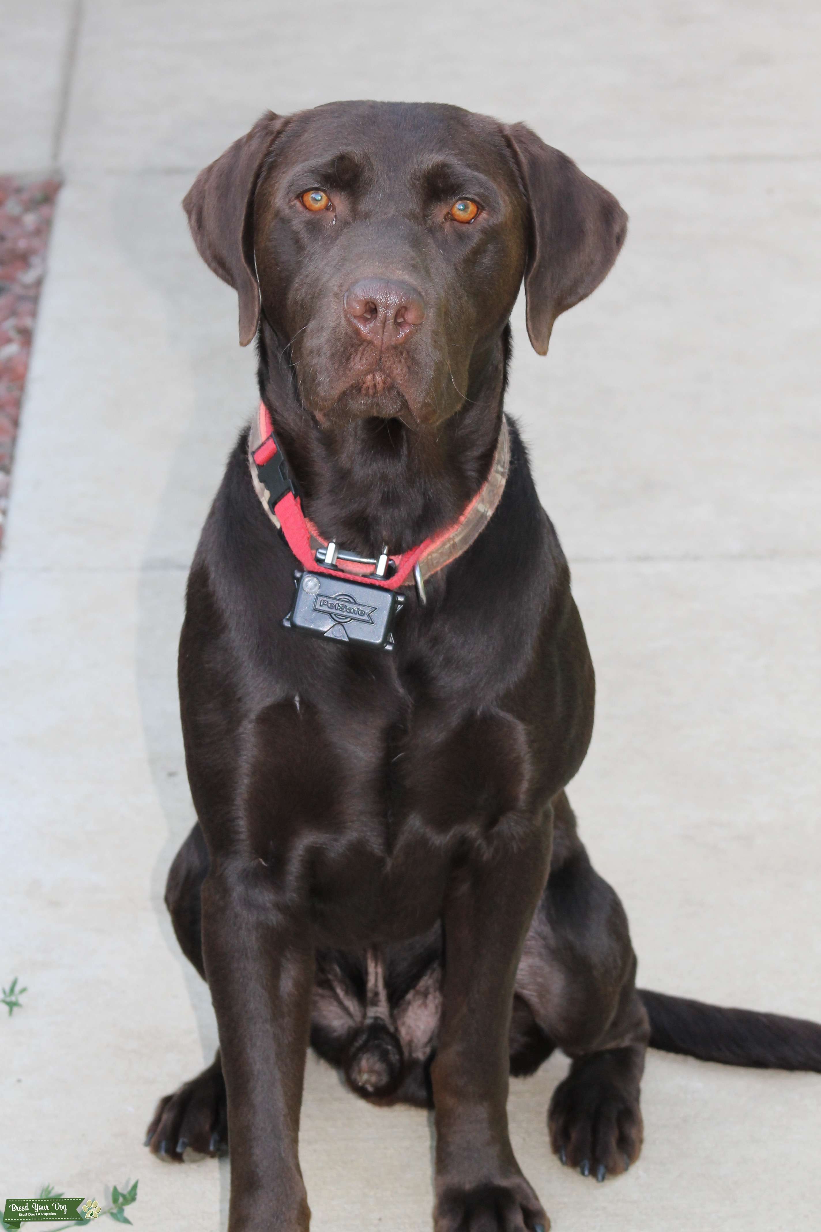 Chocolate Labrador Retriever Stud Dog in Michigan, the United States
