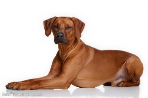 Rhodesian ridgeback Listing Image