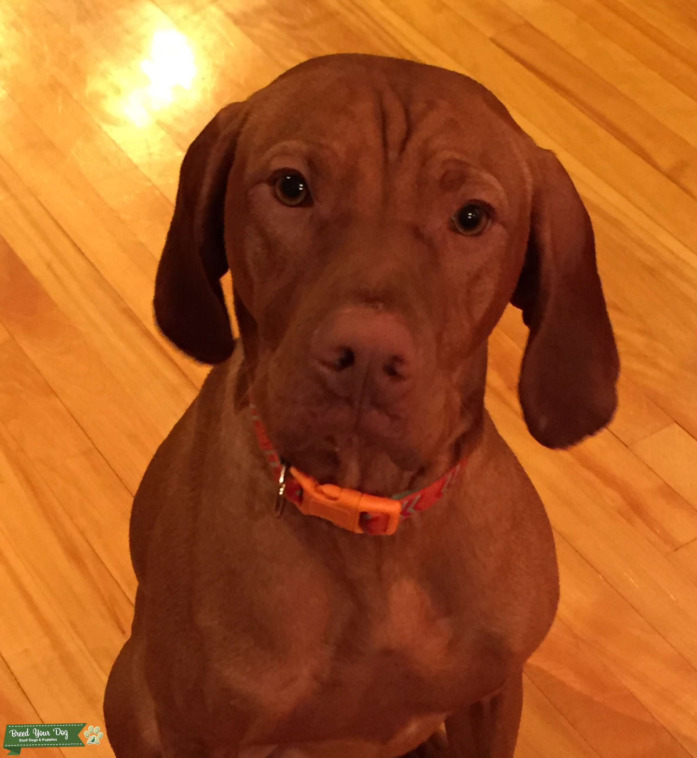 Awesome Vizsla beast Stud Dog in Midwest Wisconsin, the United