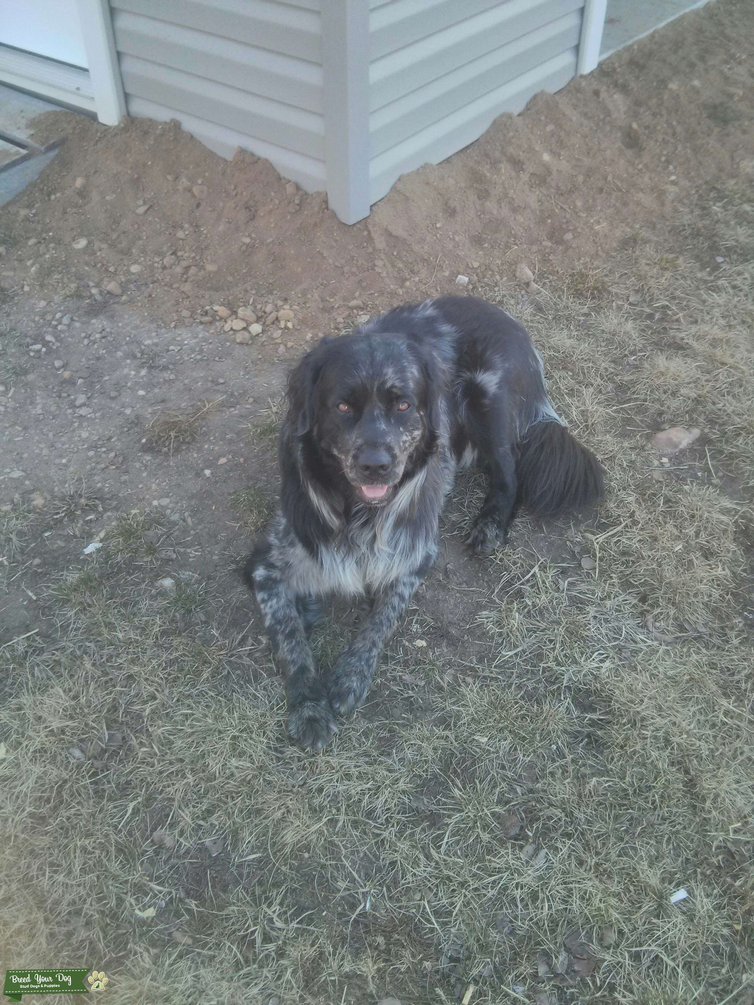 Lab/King Charles Spaniel Cross for Stud Stud Dog in Alberta, the