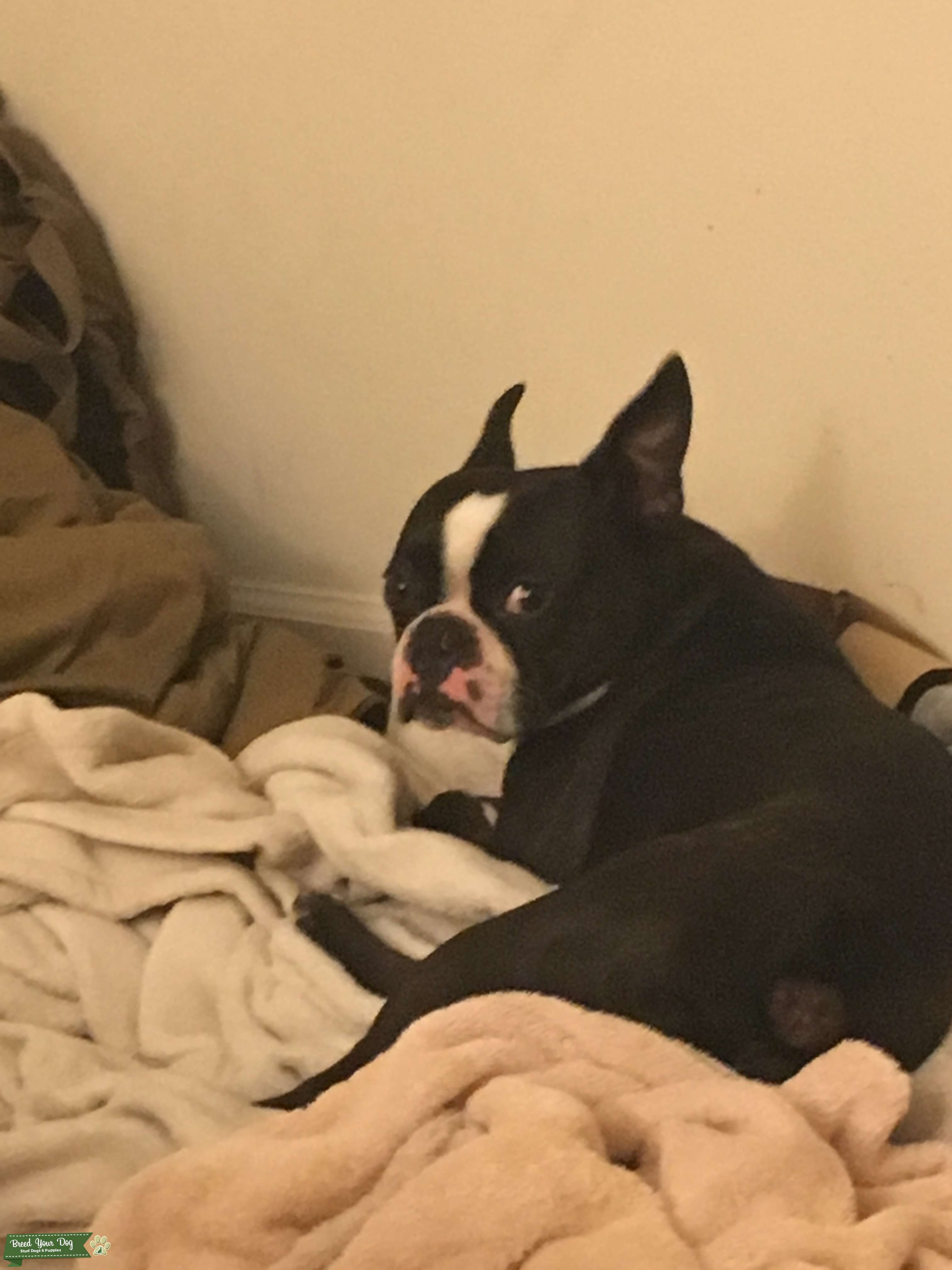 2 year old pure bred male Boston terrier Stud Dog in New York , the