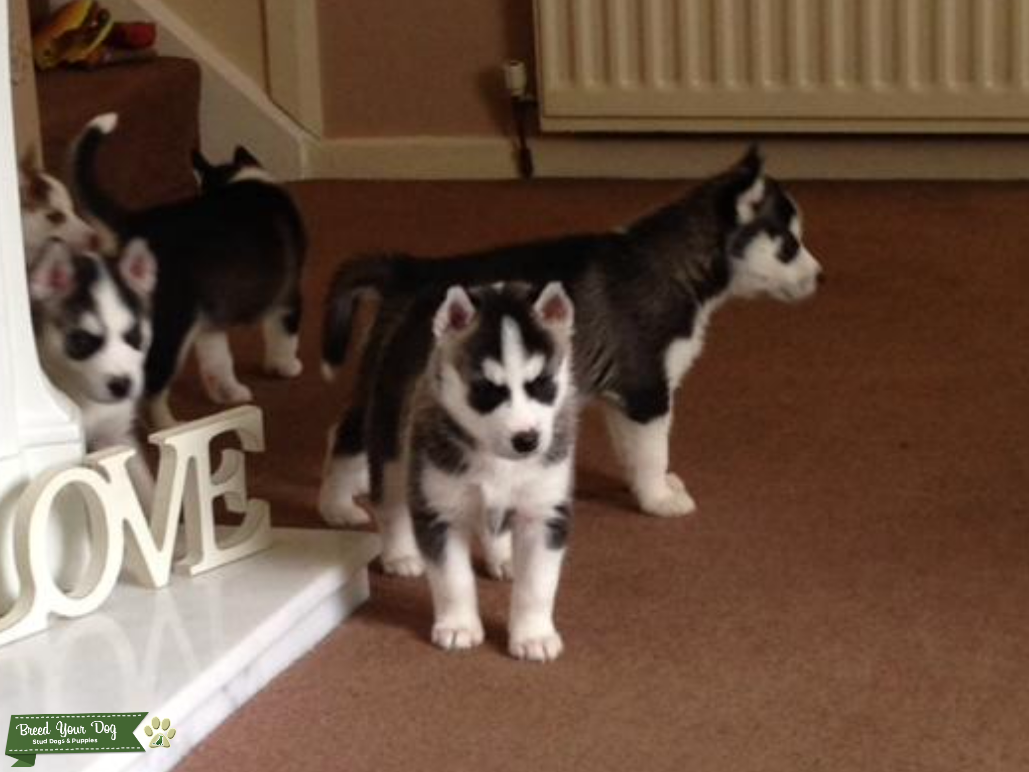 stunning KC registered Siberian husky Stud Dog in County durham, the