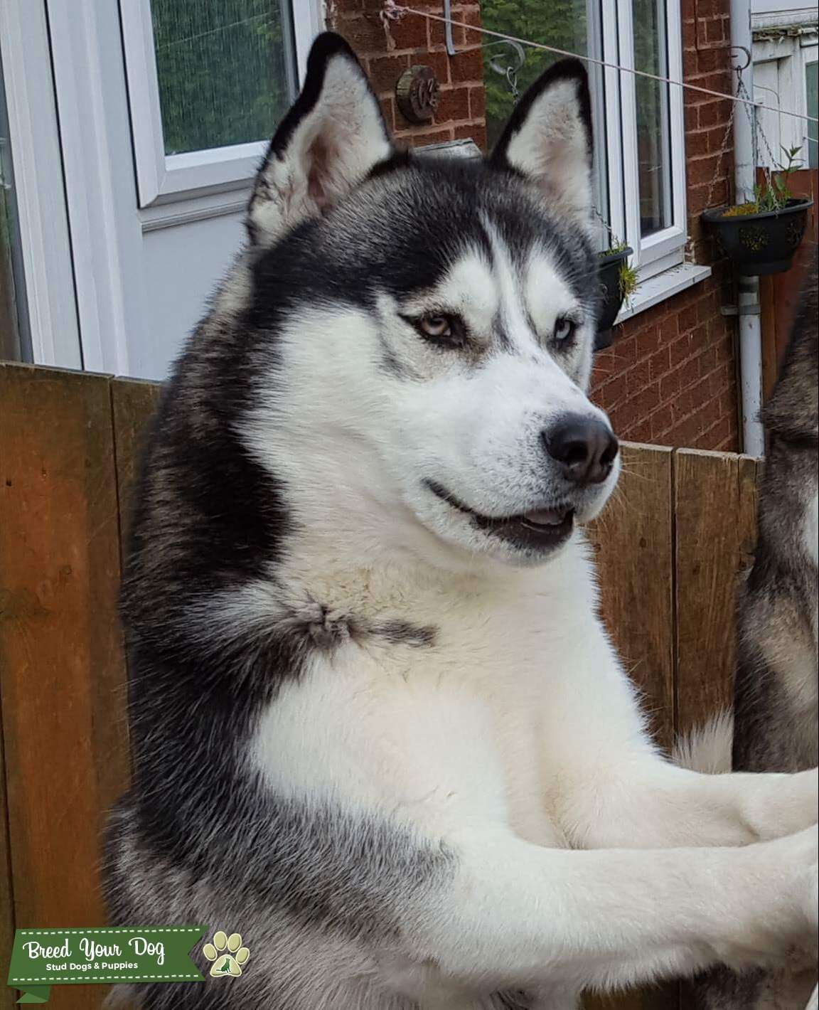stunning KC registered Siberian husky Stud Dog County durham Breed