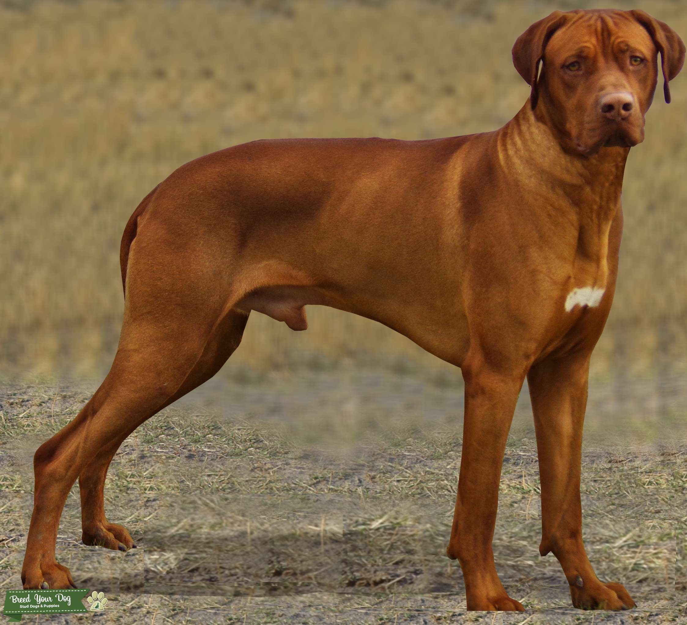 Rhodesian Ridgeback Livernose Stud Dog - Stud Dog in Czech Republic