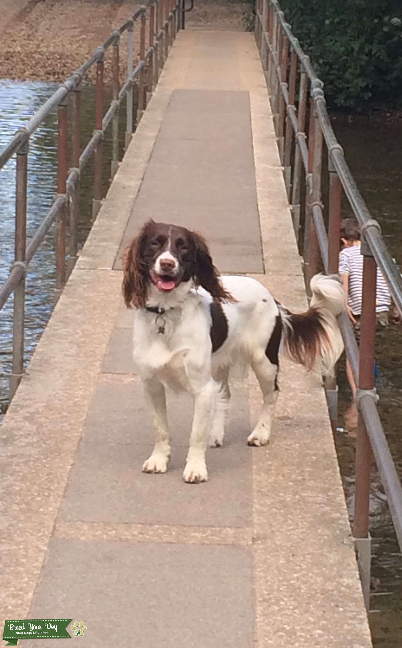 English Springer Spaniel For Stud Stud Dog in Dorset, the United States Breed Your Dog