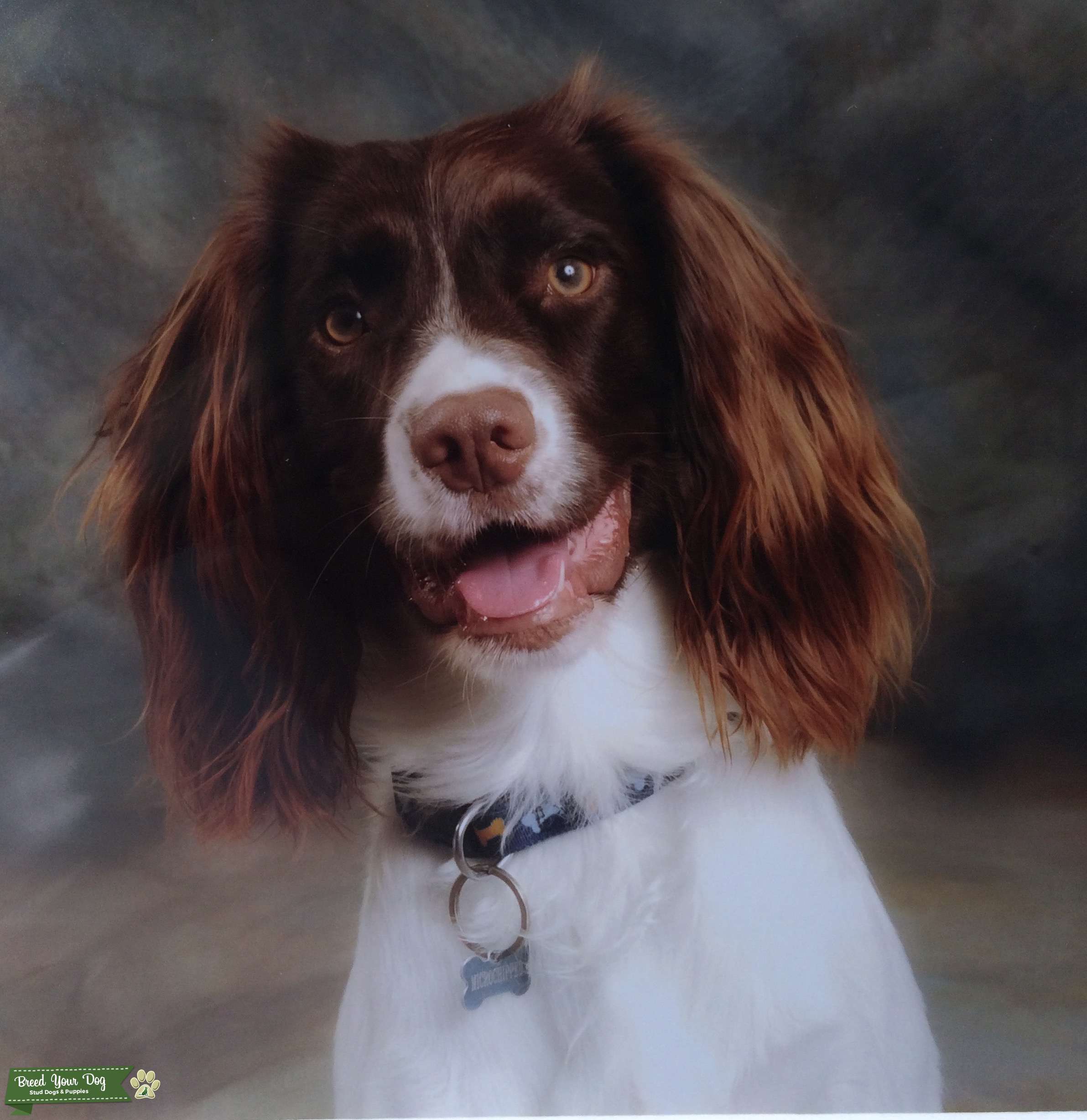 English Springer Spaniel For Stud Stud Dog in Dorset, the United States Breed Your Dog