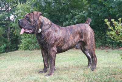 african boerboel