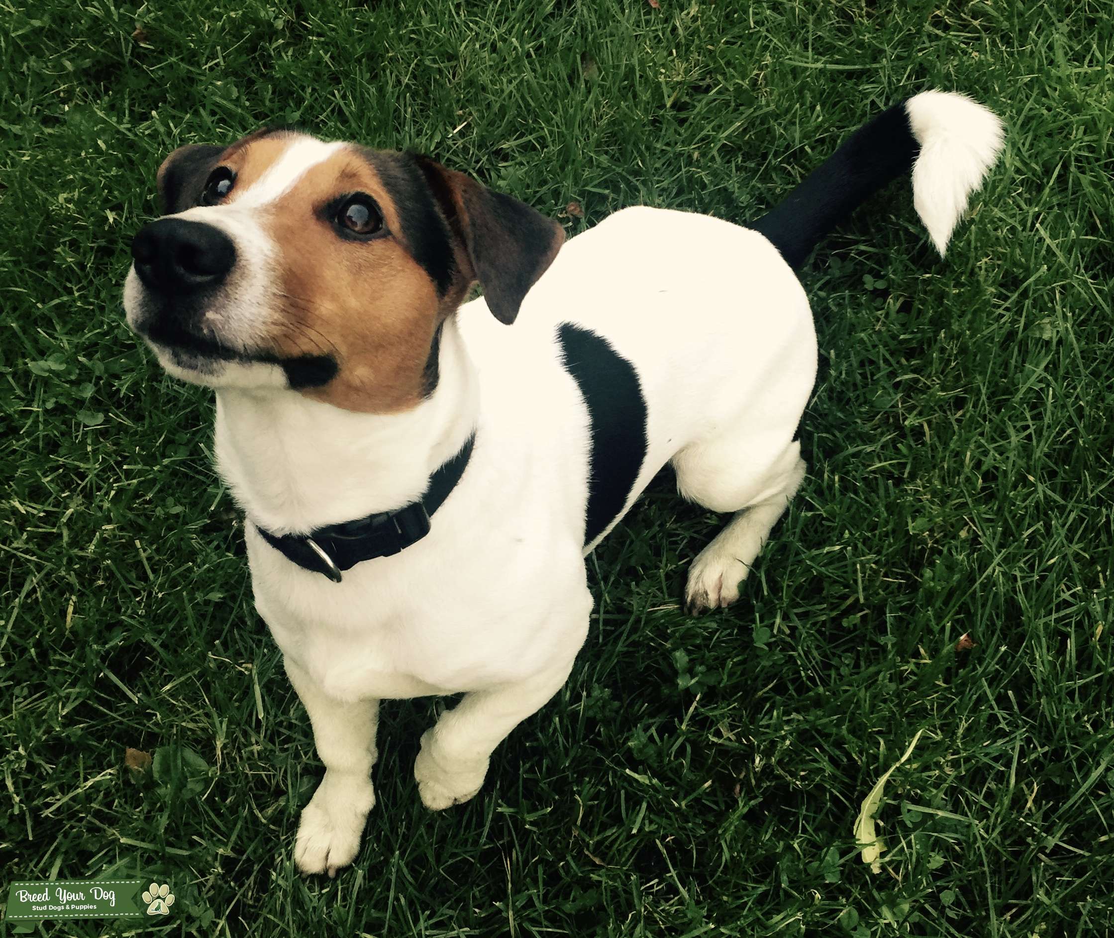 Tri Coloured Jack Russell Stud Dog in Glasgow, the United States