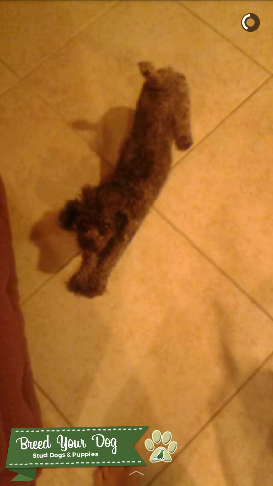 Male teacup poodle for stud only Stud Dog in Lehi, UT , United States