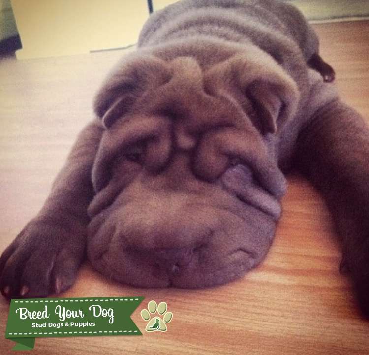 Chocolate Shar Pei Stud Dog in
