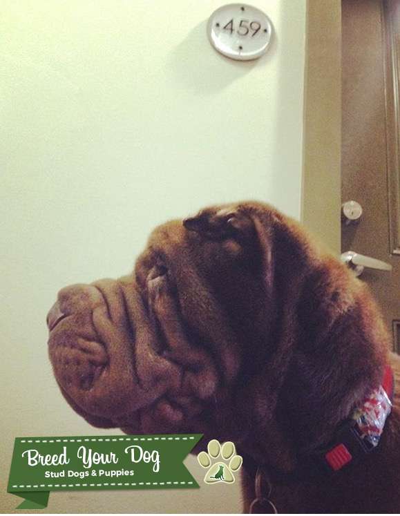 Chocolate Shar Pei Stud Dog in