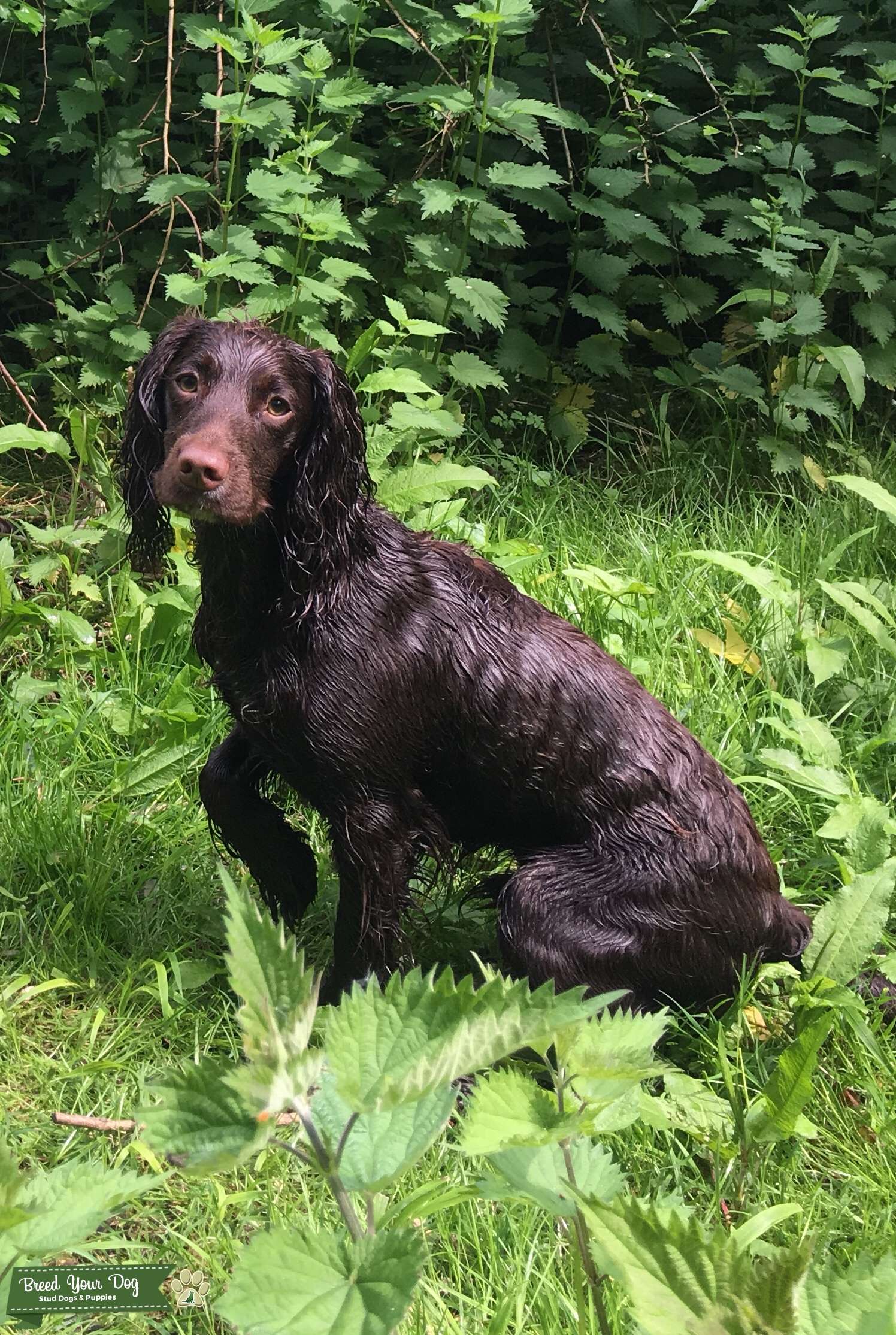 Working Cocker Spaniel Stud Stud Dog in Stockbridge, the United States Breed Your Dog