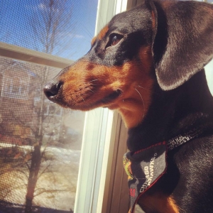 Dachshund Miniature Smooth Haired Stud Dogs Available Now