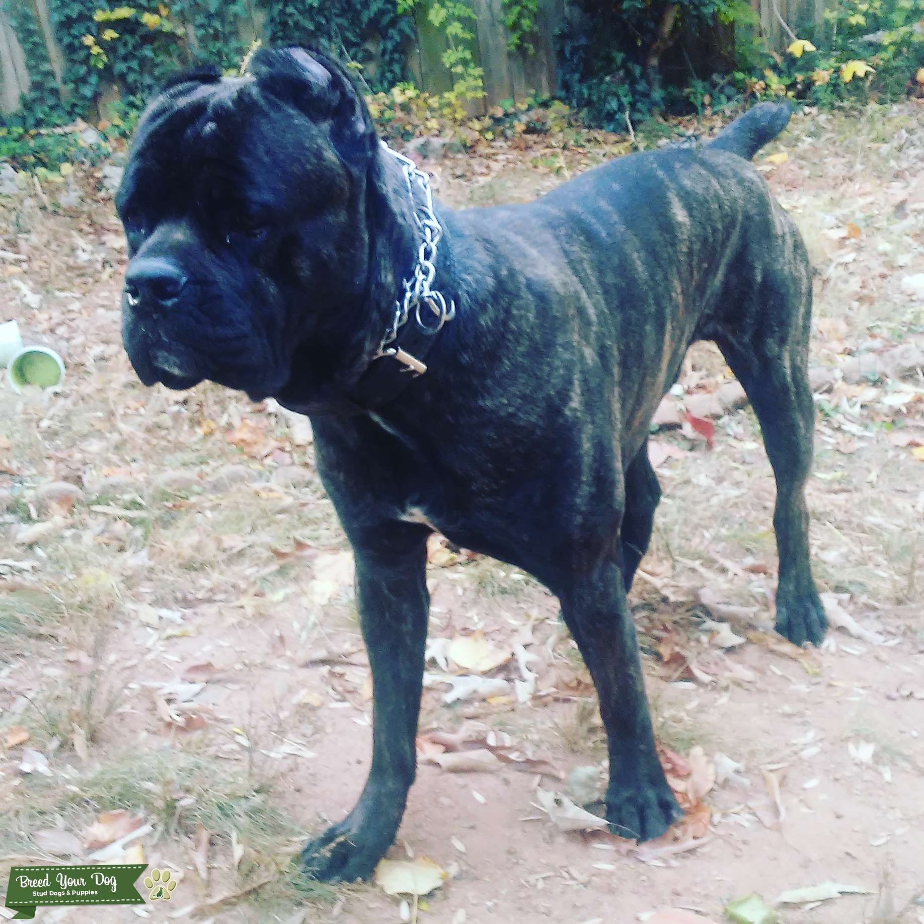 Stud Dog Cane Corso Male...Champion Bloodlines Breed Your Dog