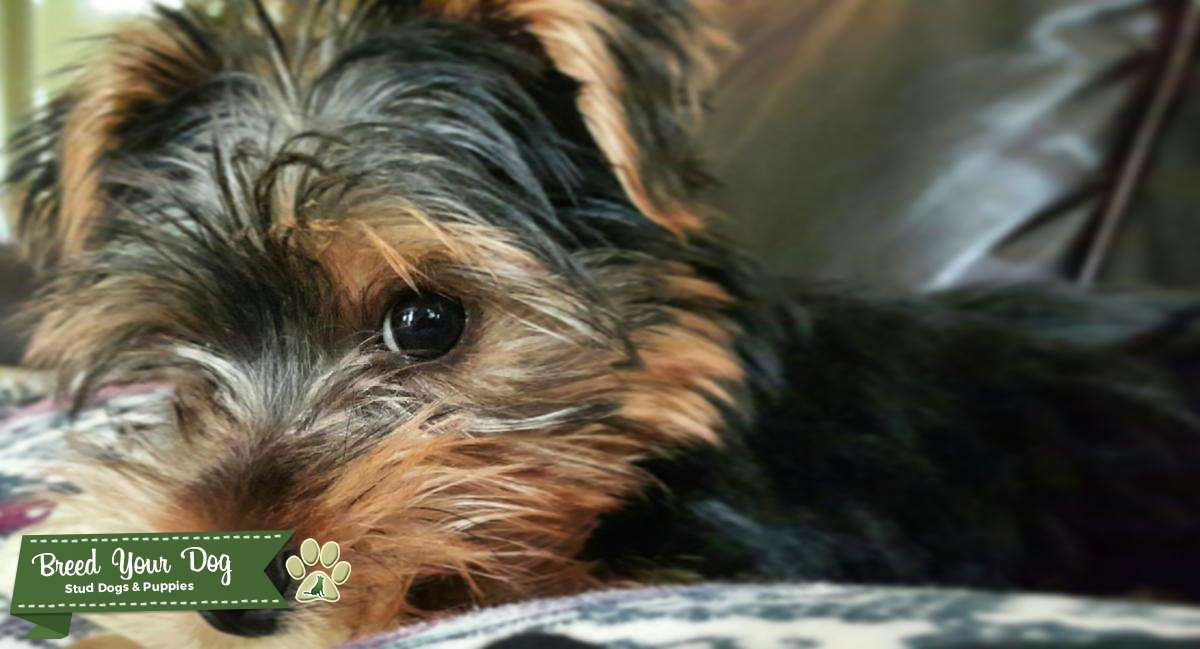 AKC Yorkie Stud Service Stud Dog in Charlotte, NC, the United States