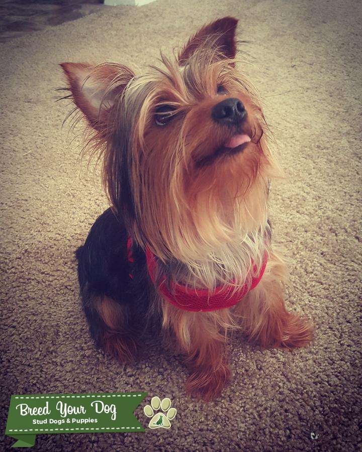 AKC Yorkie Stud Service Stud Dog in Charlotte, NC, the United States