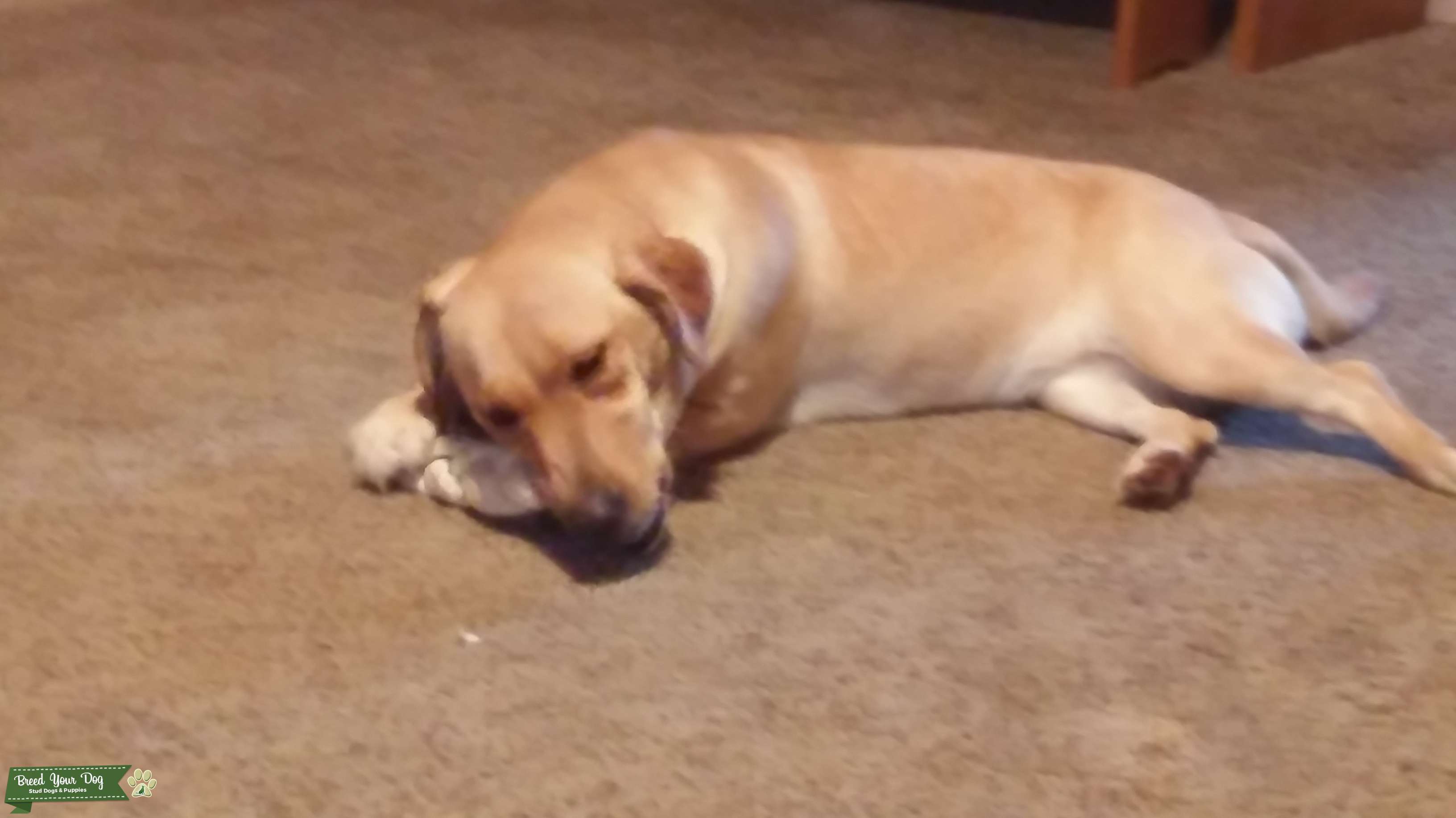 Female 1/2 yellow lab 1/2 jack russell looking for stud jack russell