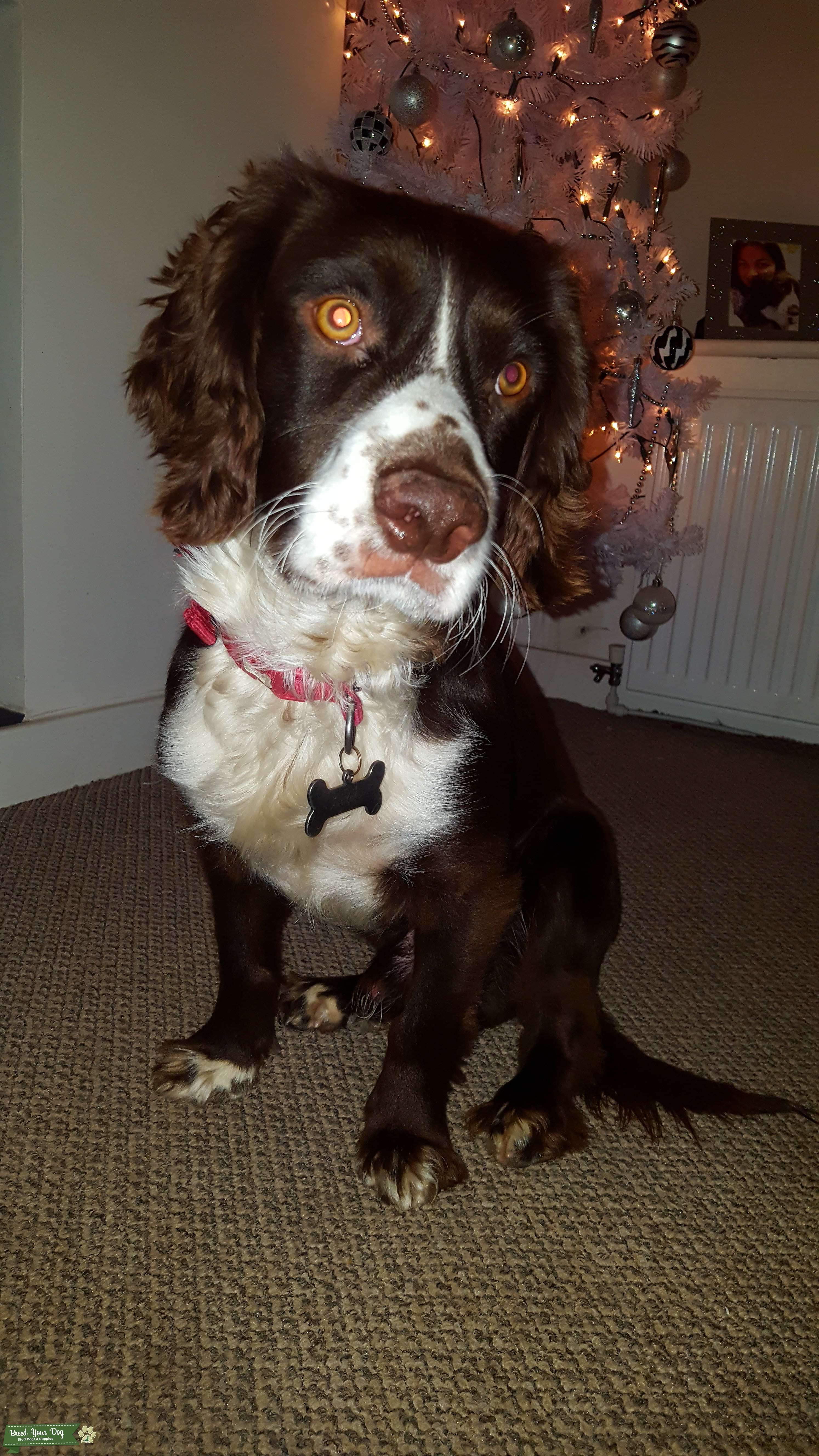 Beautiful, loving, chocolate sprocker spaniel Stud Dog in County