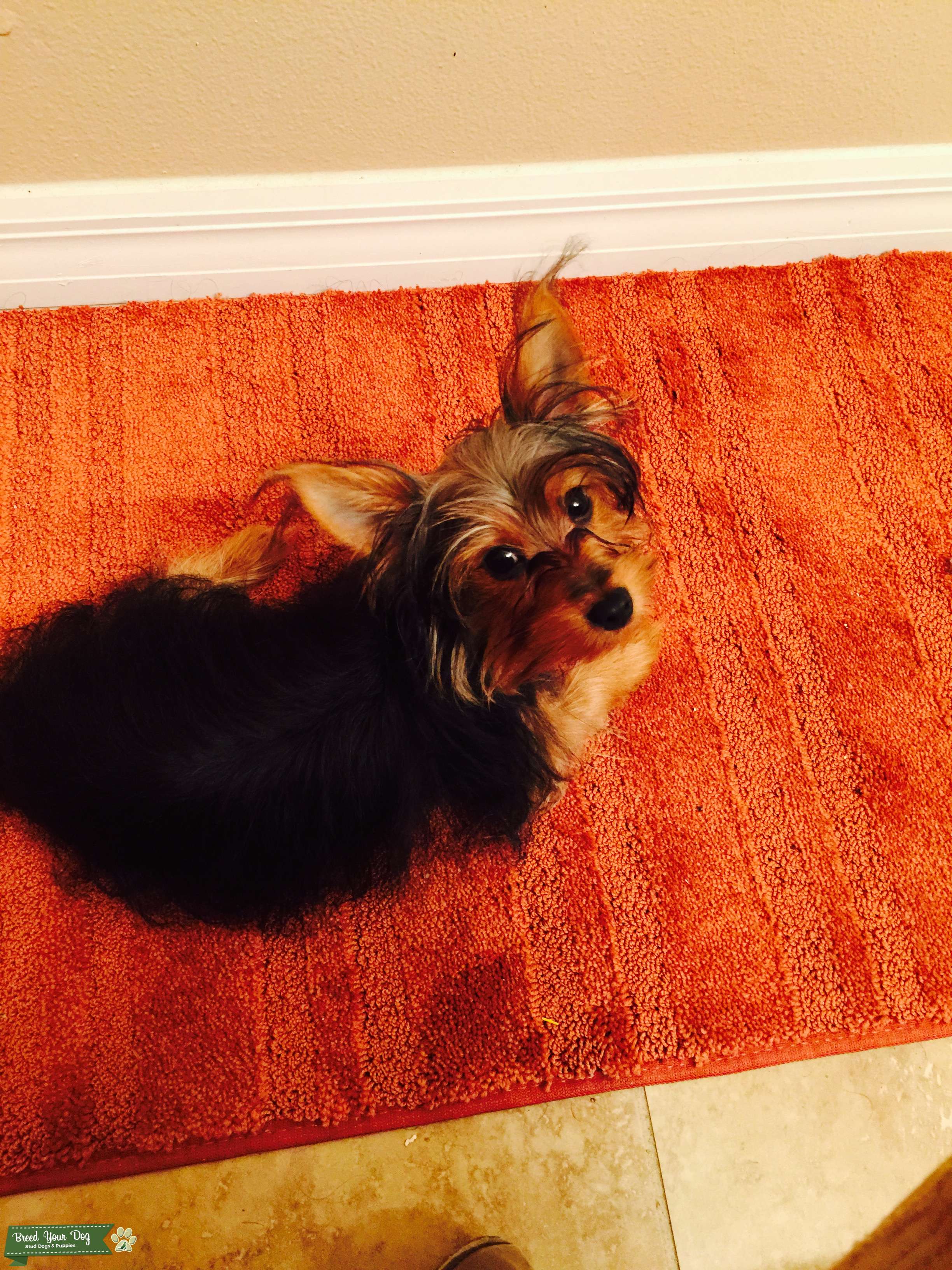 Toy Yorkie AKC Registered Stud Dog in Kissimmee, FL , United States