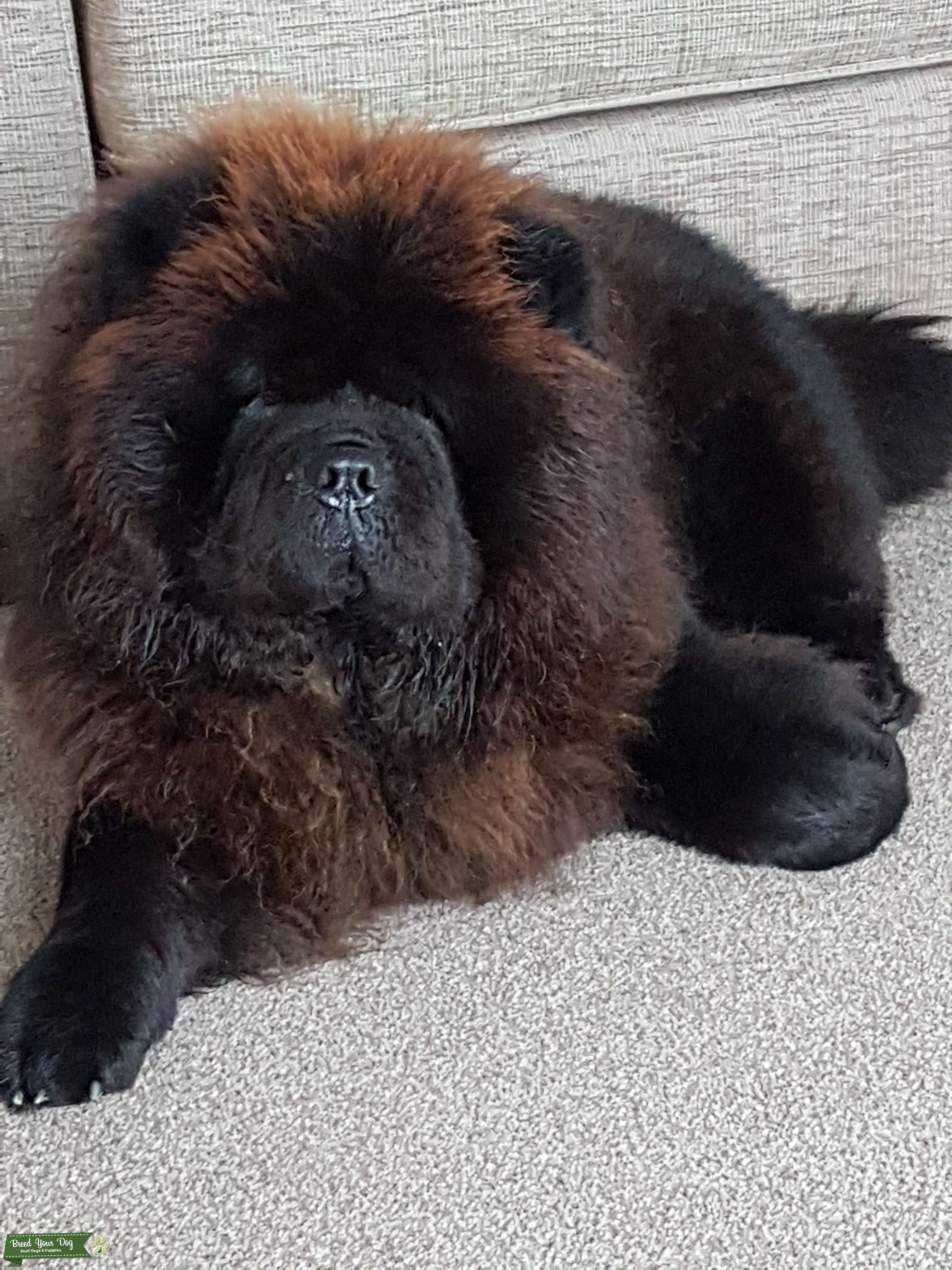 big black chow chow