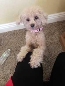looking for a toy poodle stud Listing Image