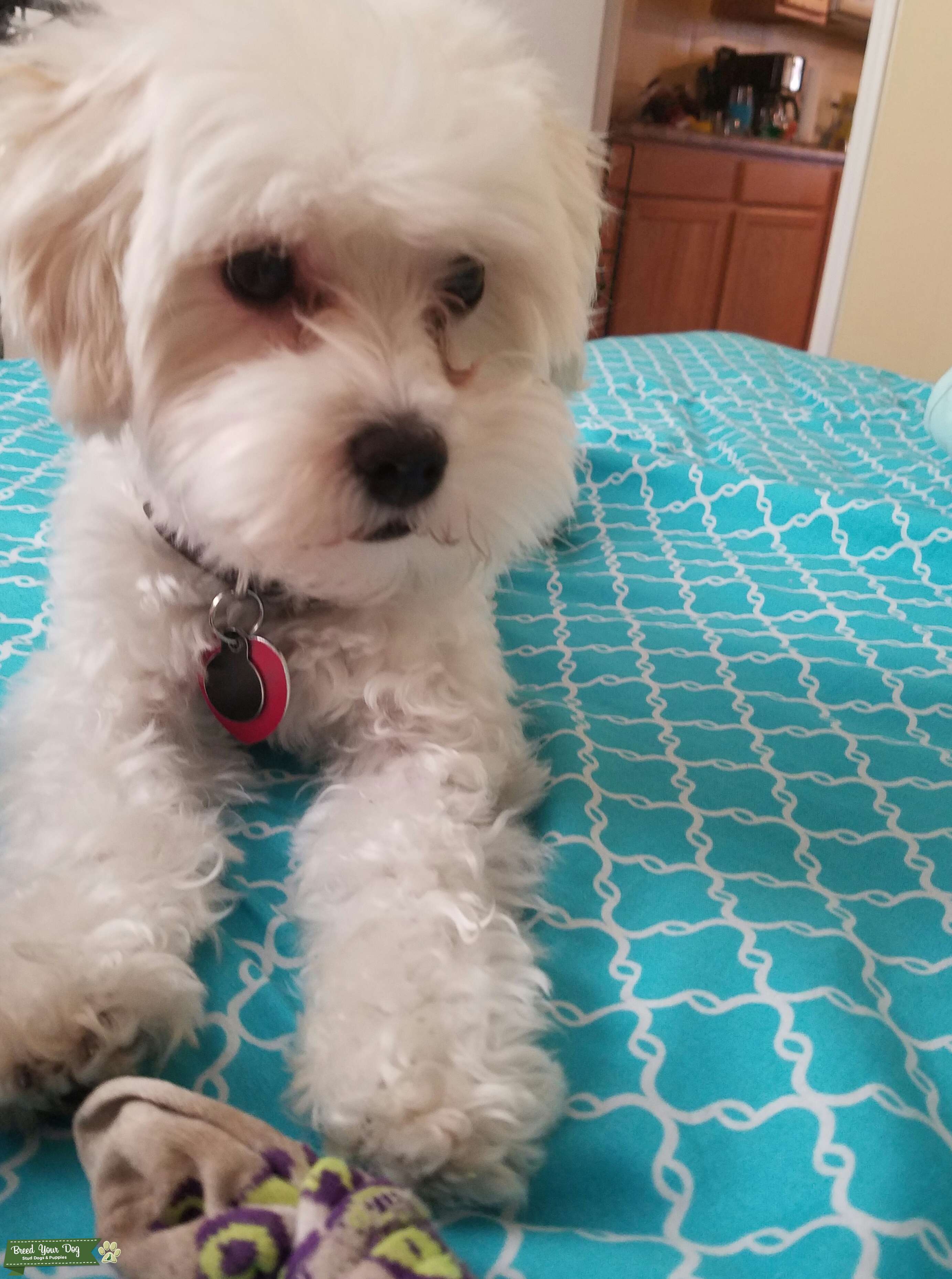 AKC Registered Maltipoo Stud Stud Dog in Tuscaloosa County, Alabama