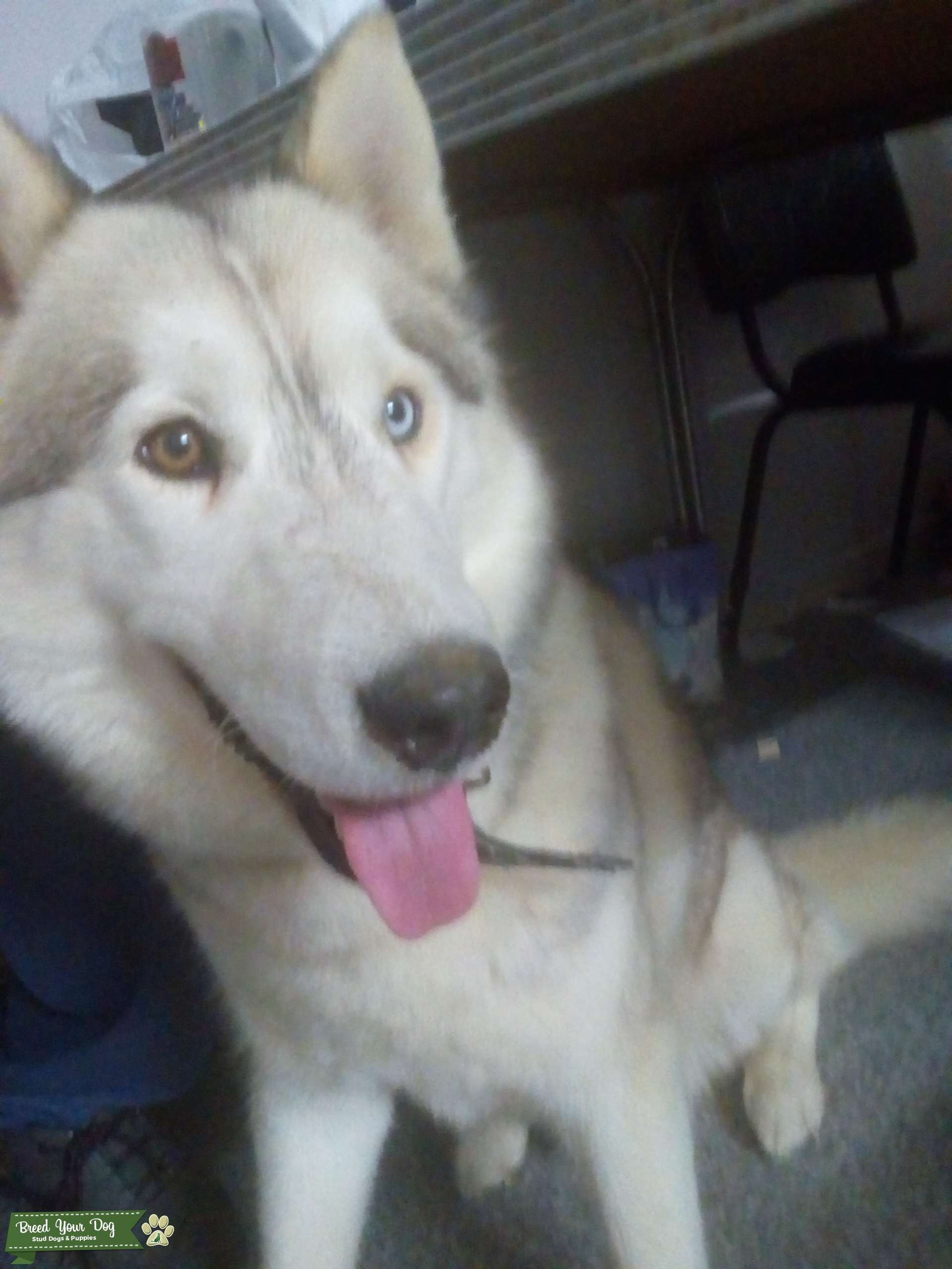 Purebread Siberian Husky Stud Dog in Victoria, the United States