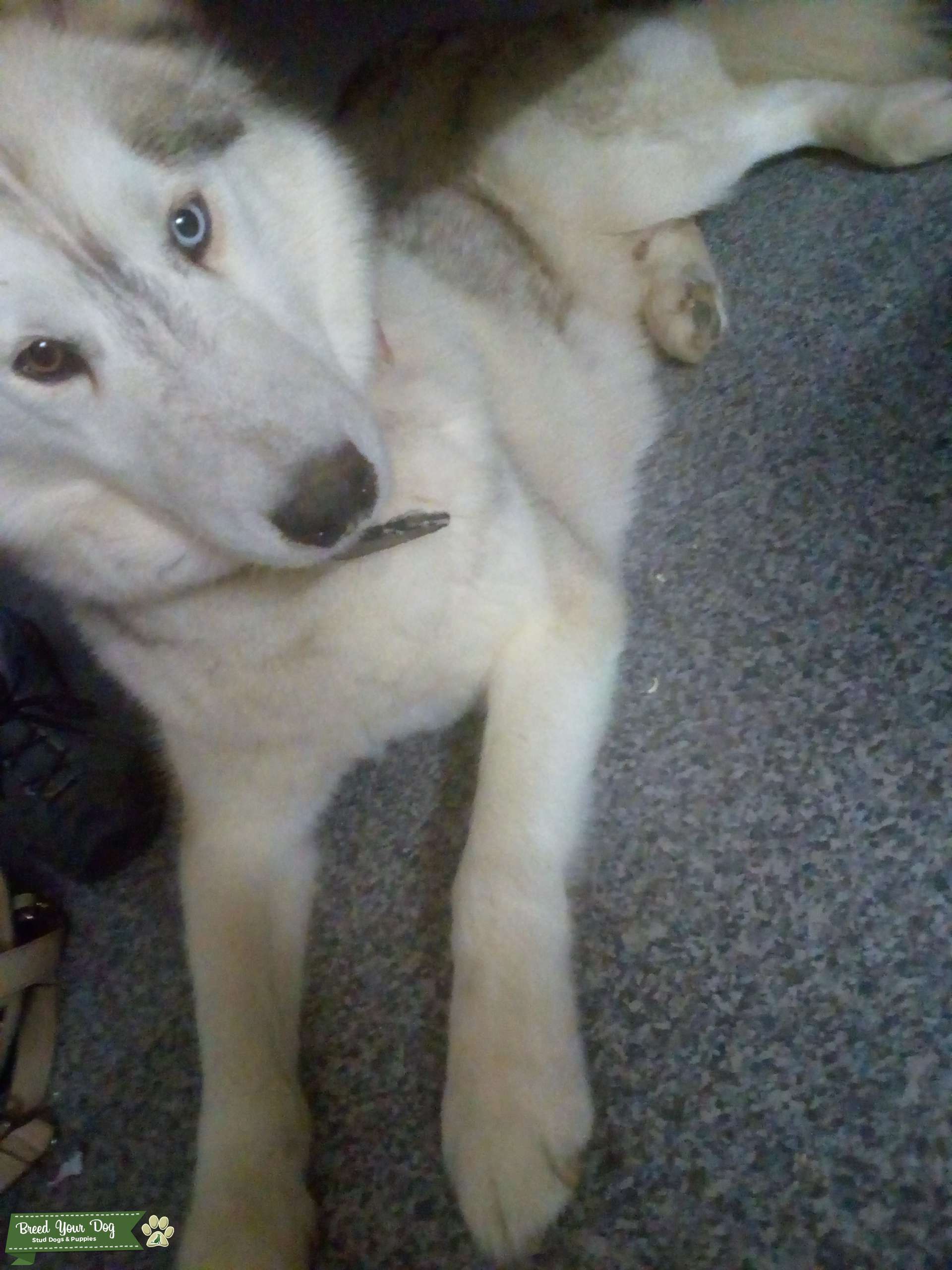 Purebread Siberian Husky Stud Dog in Victoria, the United States