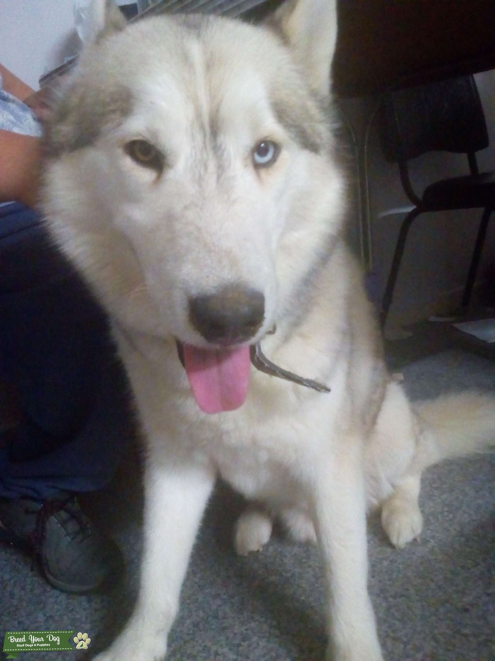 Purebread Siberian Husky Stud Dog in Victoria, the United States