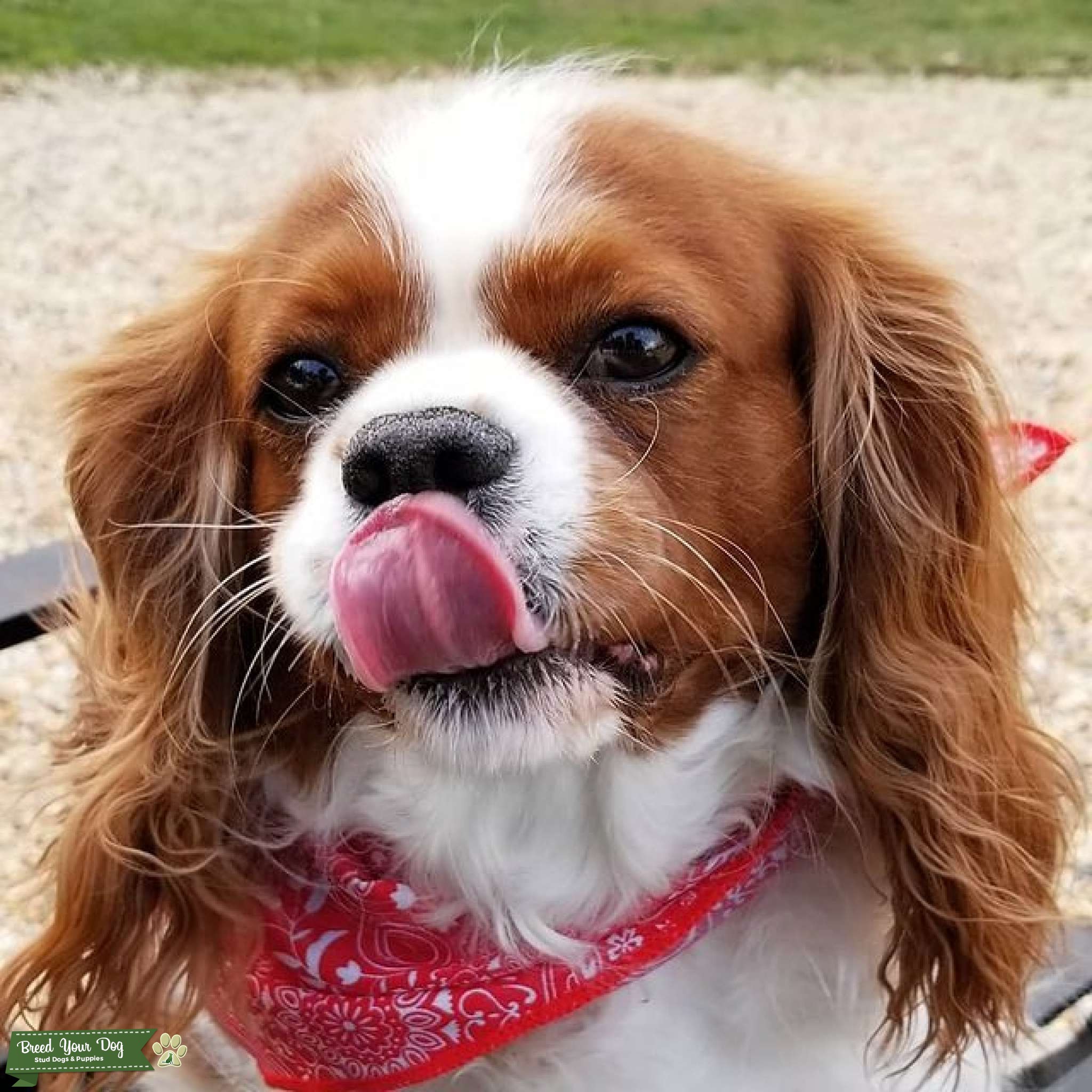 Female King Charles Cavalier Spaniel Stud Dog in Plainsboro, NJ, the