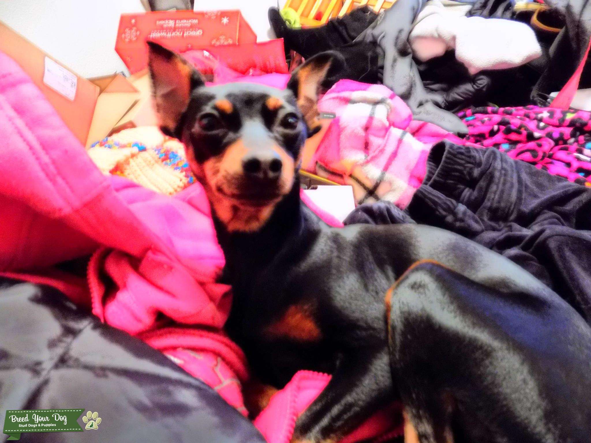 female min pin looking for male min Stud Dog in WA, the United States