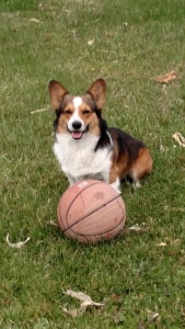 Stud dog  Listing Image