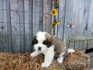 Future Stud, Bruce Listing Image