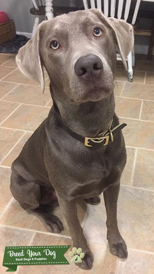 Silver Lab Puppies Arizona 1 female left AKC Silver Lab puppy in Modesto, California Puppies