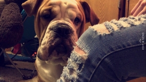 Olde English Bulldog Stud Listing Image