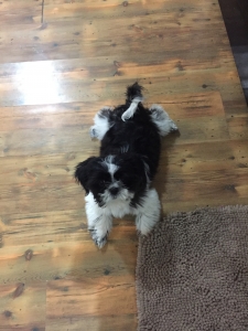 Imperial Shih Tzu for stud Listing Image