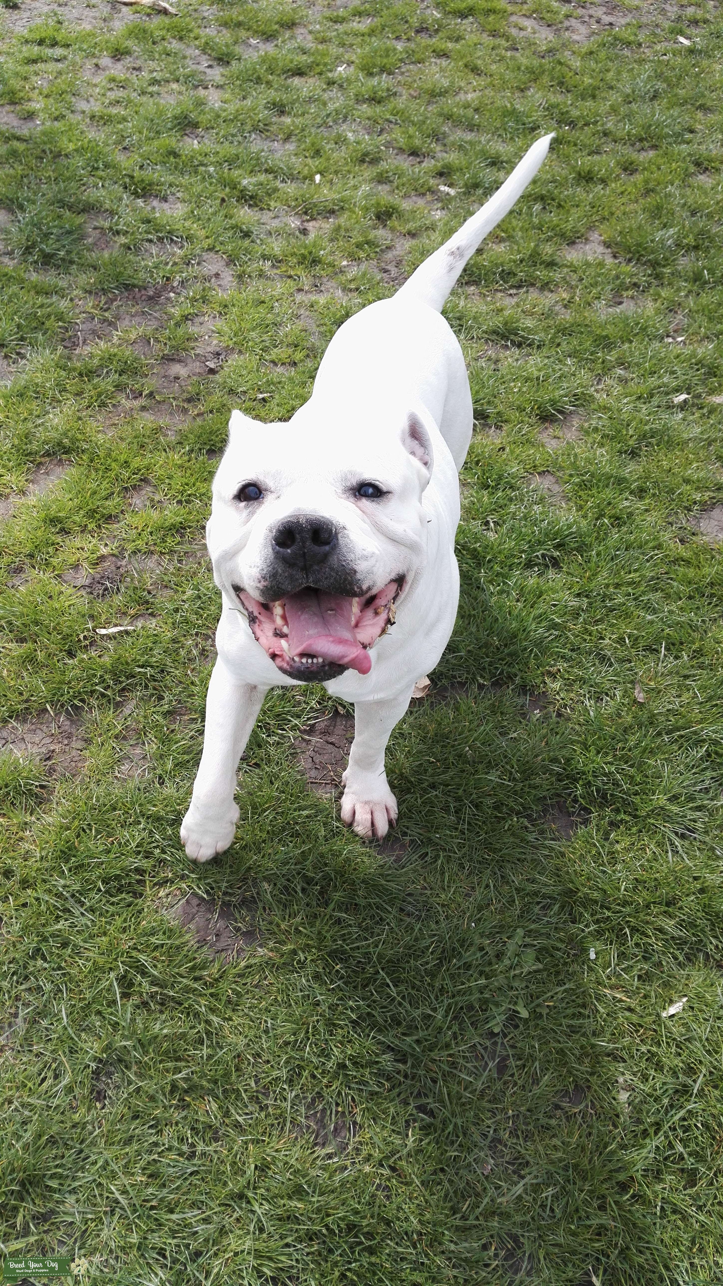 Stud Dog Old tyme English bulldog cross staff for stud