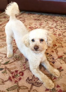 Mini poodle available for breeding  Listing Image