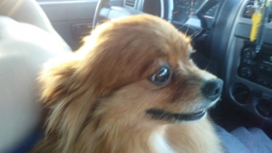 Pomeranian Listing Image