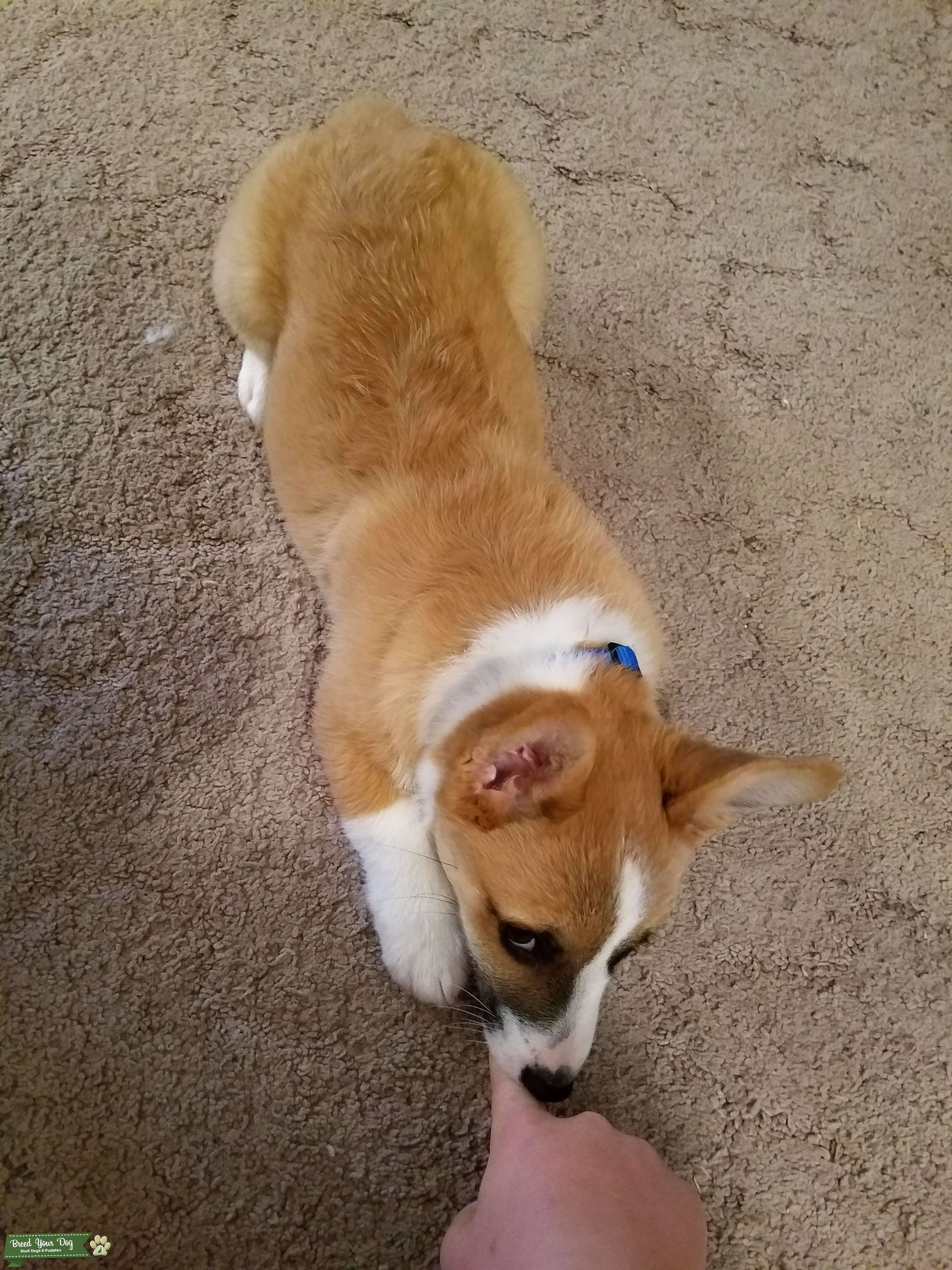 Sable Pembroke Welsh Stud Dog Utah Breed Your Dog