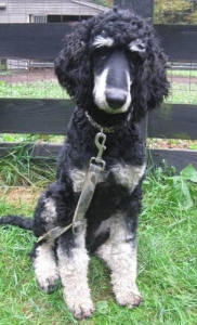 Standard Phantom Poodle STUD Listing Image