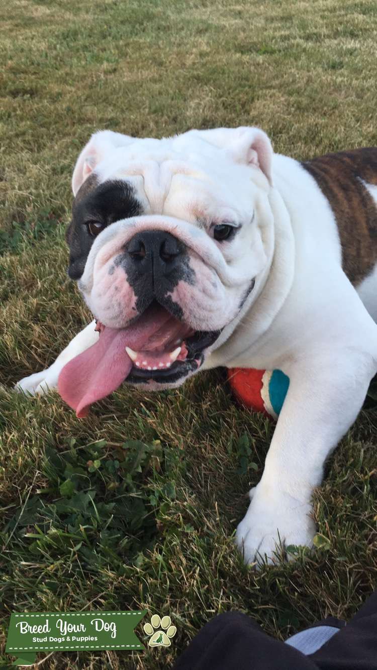 Sweet, Handsome 3 Year Old English Bulldog Stud Stud Dog in New