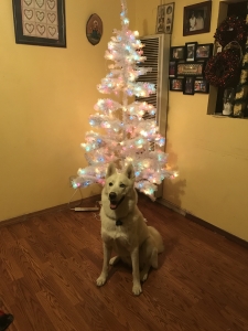 White Husky Looking for a Female  Listing Image