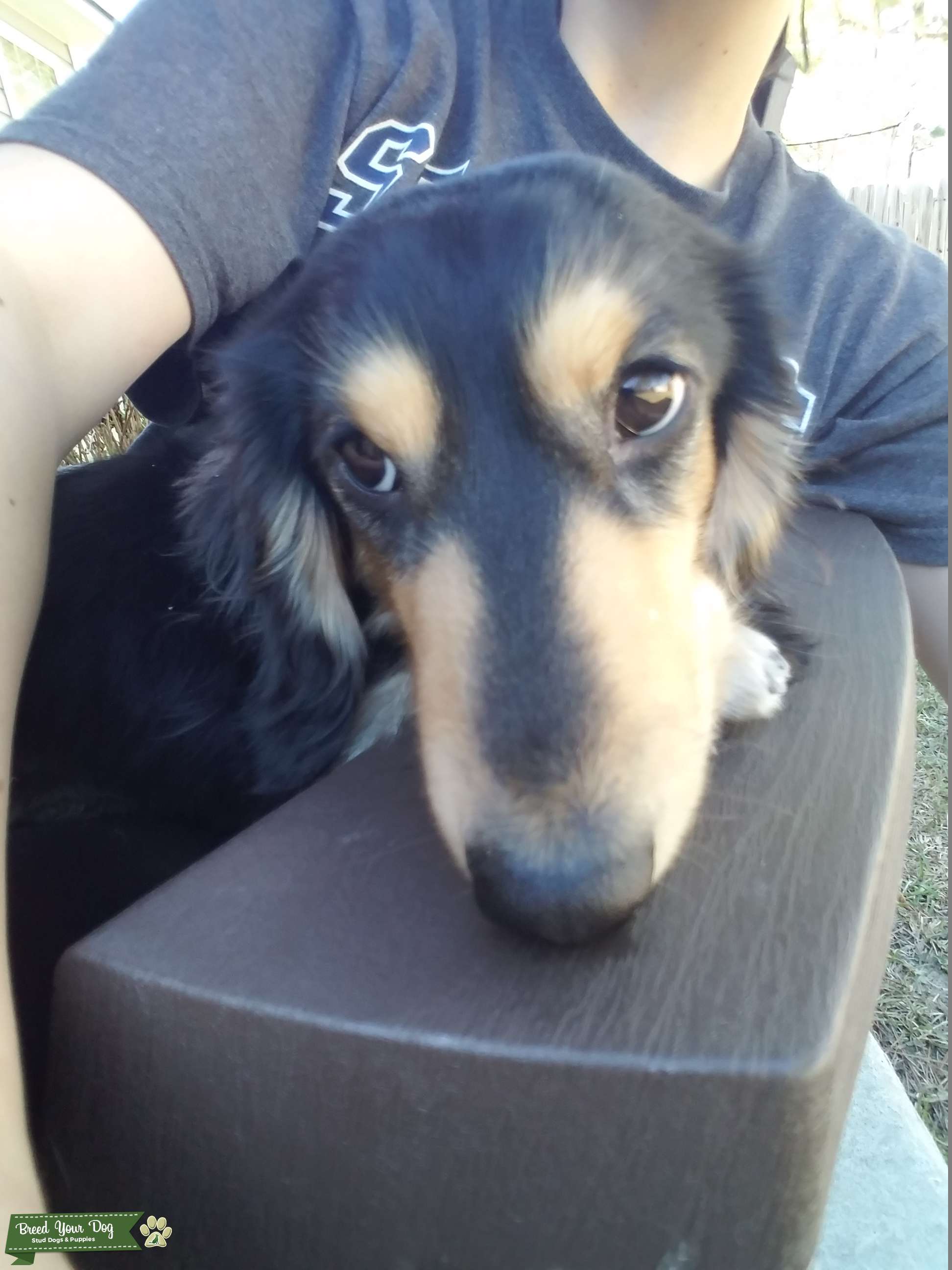 Purebred Miniature Long Haired Dachshund Male Stud Dog in