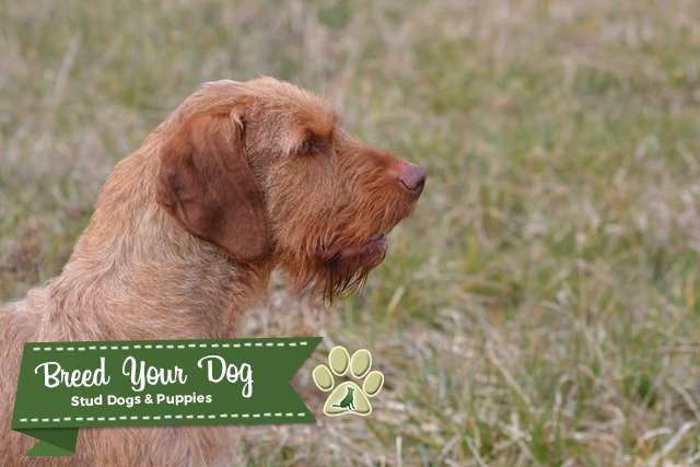 Stud Dog Hungarian Wire Haired Vizsla Stud Import Breed Your Dog