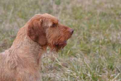 Stud Dog Hungarian Wire Haired Vizsla Stud Import Breed Your Dog