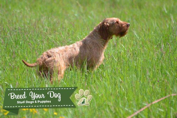 Stud Dog Hungarian Wire Haired Vizsla Stud Import Breed Your Dog
