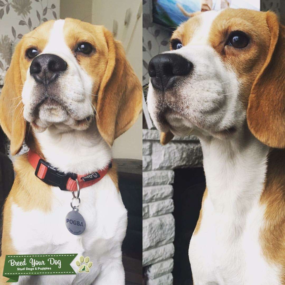 Beagle stud Stud Dog in Staffordshire , the United States Breed